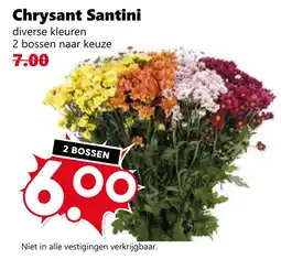 CoopCompact Chrysant Santini aanbieding