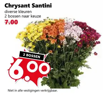 CoopCompact Chrysant Santini aanbieding