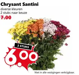 Coop Chrysant Santini aanbieding