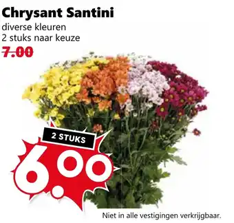 Coop Chrysant Santini aanbieding