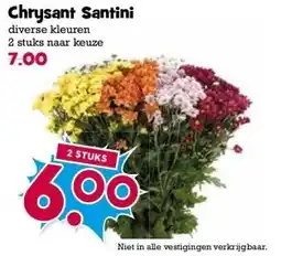 Boon`s Markt Chrysant Santini aanbieding