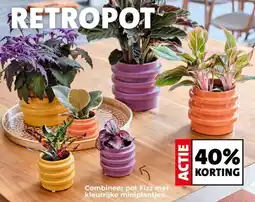 Intratuin Combineer pot Fizz met kleurrijke miniplantjes. aanbieding
