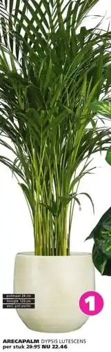 Ranzijn Arecapalm dypsis lutescens aanbieding