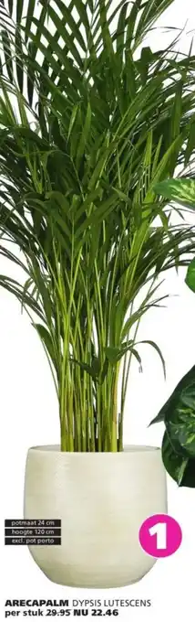 Ranzijn Arecapalm dypsis lutescens aanbieding