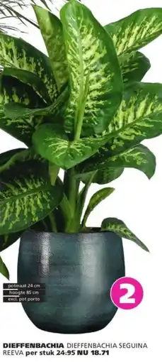 Ranzijn Dieffenbachia dieffenbachia seguina reeva aanbieding