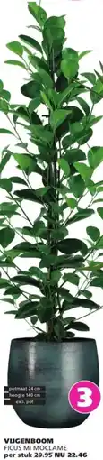 Ranzijn Vijgenboom ficus mi moclame aanbieding