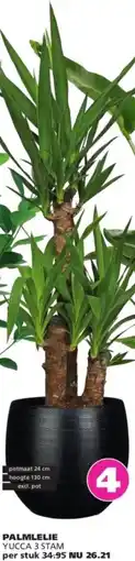 Ranzijn Palmlelie yucca 3 stam aanbieding
