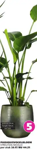 Ranzijn Paradijsvogelbloem strelitzia nicolai aanbieding