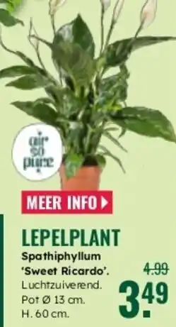 GroenRijk Lepelplant Spathiphyllum aanbieding