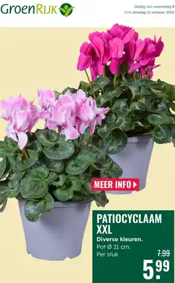 GroenRijk Patiocyclaam xxl aanbieding