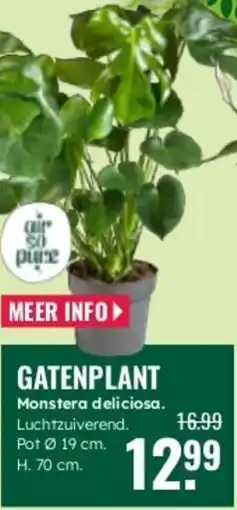 GroenRijk Gatenplant aanbieding