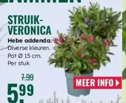 GroenRijk Struik veronica aanbieding