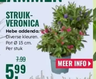 GroenRijk Struik veronica aanbieding