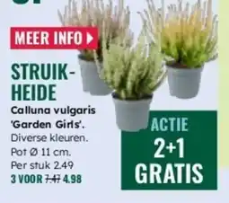 GroenRijk Struik heide Calluna vulgaris aanbieding