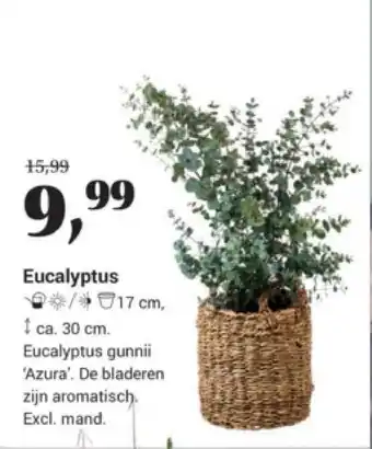 Tuincentrum Osdorp Eucalyptus aanbieding