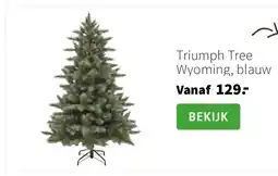 Intratuin Triumph Tree Wyoming, blauw aanbieding
