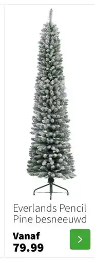 Intratuin Everlands Pencil Pine besneeuwd aanbieding