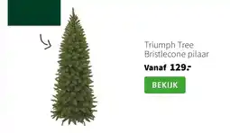 Intratuin Triumph Tree Bristlecone pilaar aanbieding