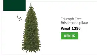 Intratuin Triumph Tree Bristlecone pilaar aanbieding