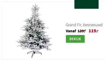Intratuin Grand Fir, besneeuwd aanbieding
