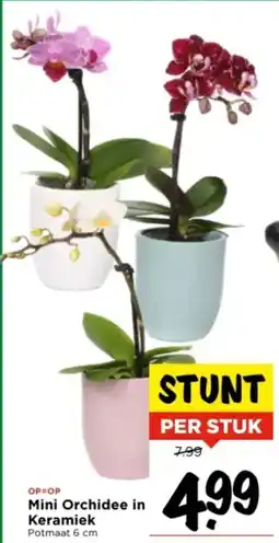 Vomar Voordeelmarkt Mini Orchidee in Keramiek aanbieding