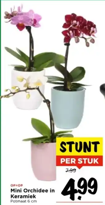 Vomar Voordeelmarkt Mini Orchidee in Keramiek aanbieding