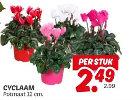 Dekamarkt Cyclaam aanbieding