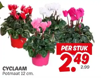 Dekamarkt Cyclaam aanbieding