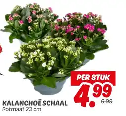 Dekamarkt Kalanchoe schaal aanbieding