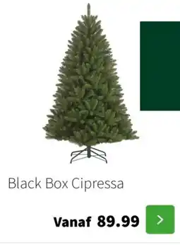 Intratuin Black Box Cipressa aanbieding