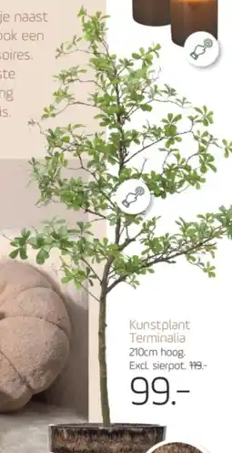 Coppelmans Kunstplant Terminalia aanbieding