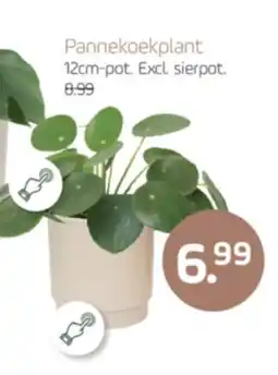 Coppelmans Pannekoekplant aanbieding