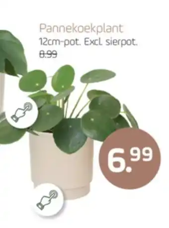 Coppelmans Pannekoekplant aanbieding