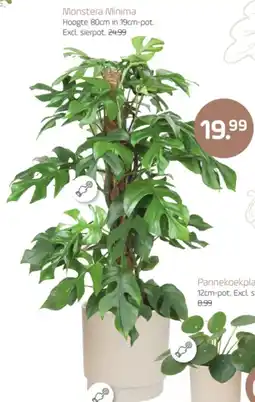 Coppelmans Monstera Minima aanbieding