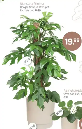 Coppelmans Monstera Minima aanbieding