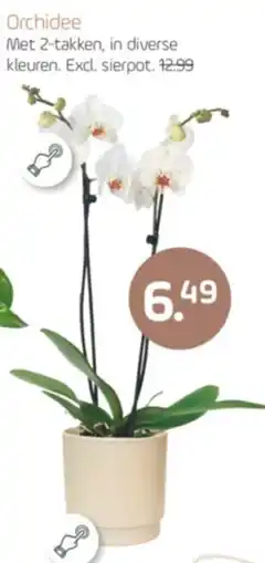 Coppelmans Orchidee aanbieding