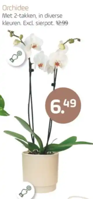 Coppelmans Orchidee aanbieding