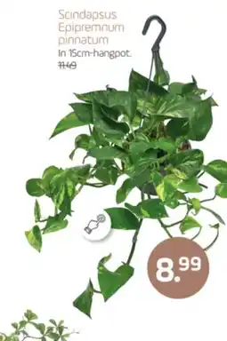 Coppelmans Scindapsus Epipremnum pinnatum aanbieding