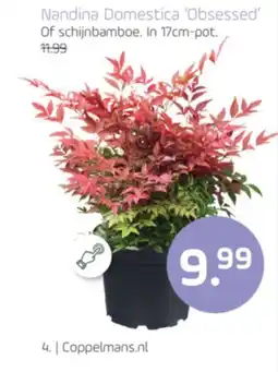 Coppelmans Nandina Domestica Obsessed Of schijnbamboe. aanbieding
