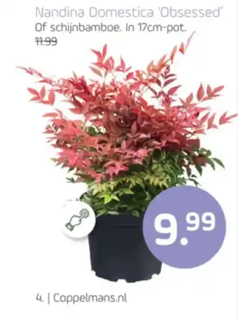 Coppelmans Nandina Domestica Obsessed Of schijnbamboe. aanbieding