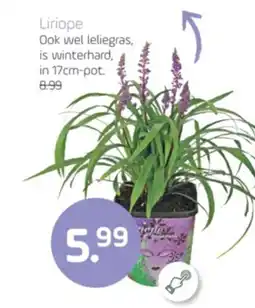 Coppelmans Liriope aanbieding