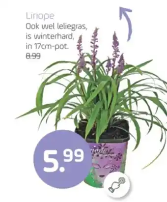 Coppelmans Liriope aanbieding