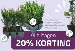 Coppelmans 6pack Euonymus japonicus Green Spire aanbieding