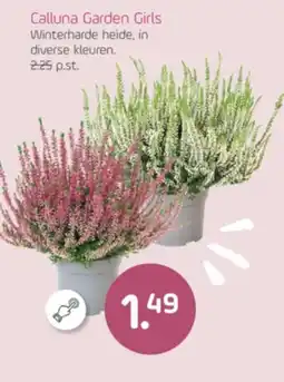 Coppelmans Calluna Garden Girls aanbieding