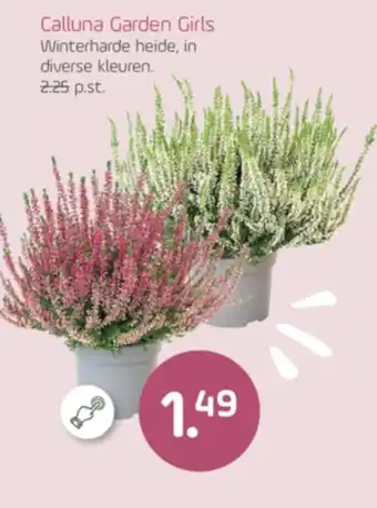 Coppelmans Calluna Garden Girls aanbieding