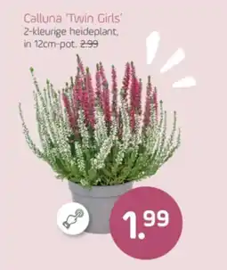 Coppelmans Calluna Twin Girls aanbieding