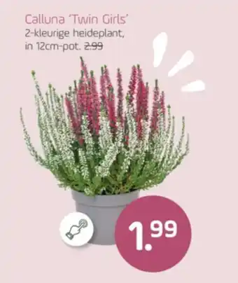 Coppelmans Calluna Twin Girls aanbieding