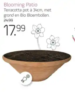 Coppelmans Blooming Patio aanbieding