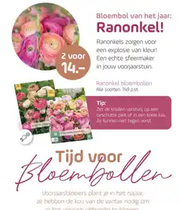 Coppelmans Ranonkel bloembollen aanbieding