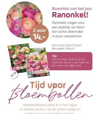 Coppelmans Ranonkel bloembollen aanbieding